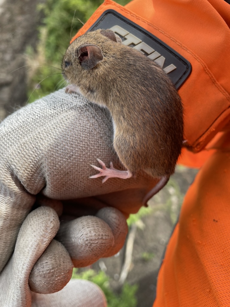 Small mammal encountered during ecological work